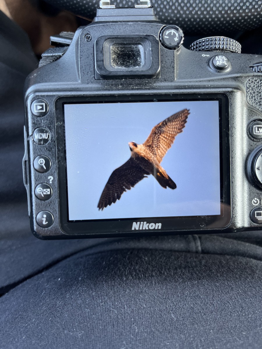 Peregrine Falcon - ML623630833