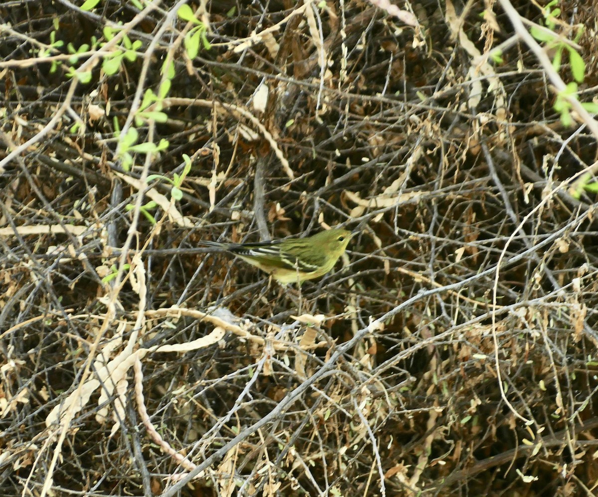 Blackpoll Warbler - ML623630834