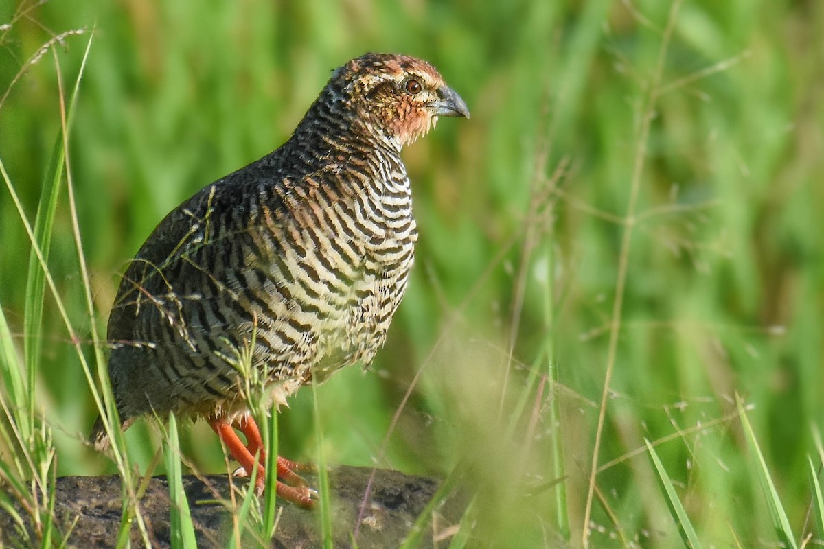 Rock Bush-Quail - ML623630848