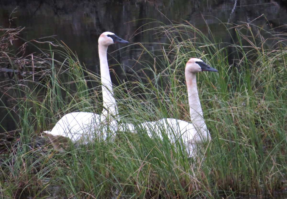 Cisne Trompetero - ML623630853