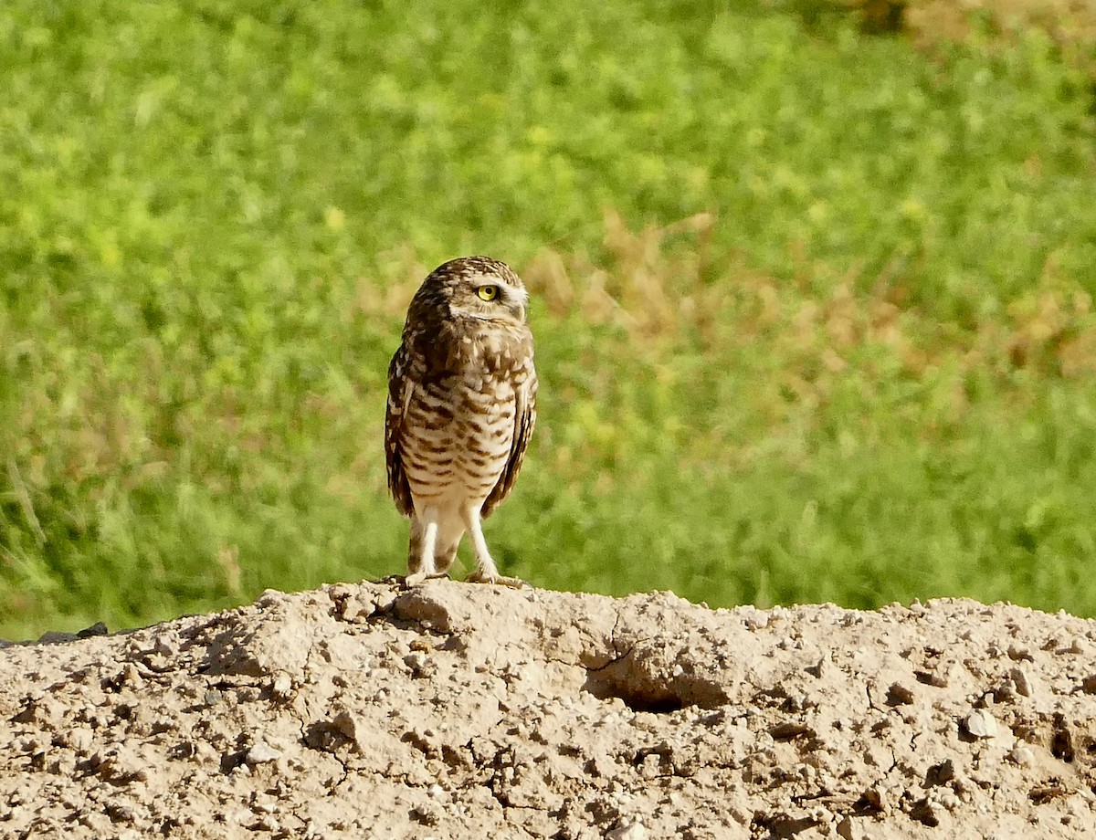 Burrowing Owl - ML623630876