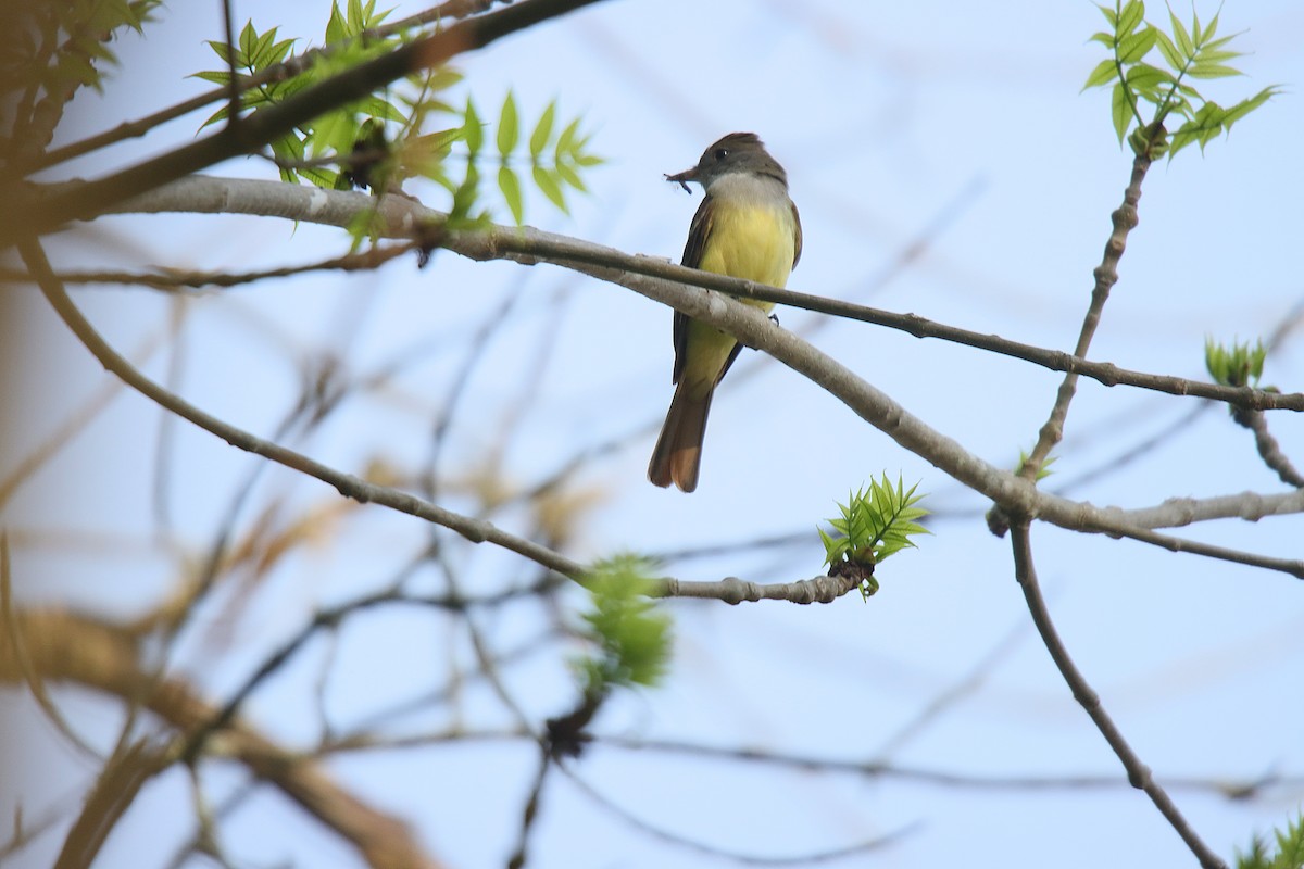 Great Crested Flycatcher - ML623630882