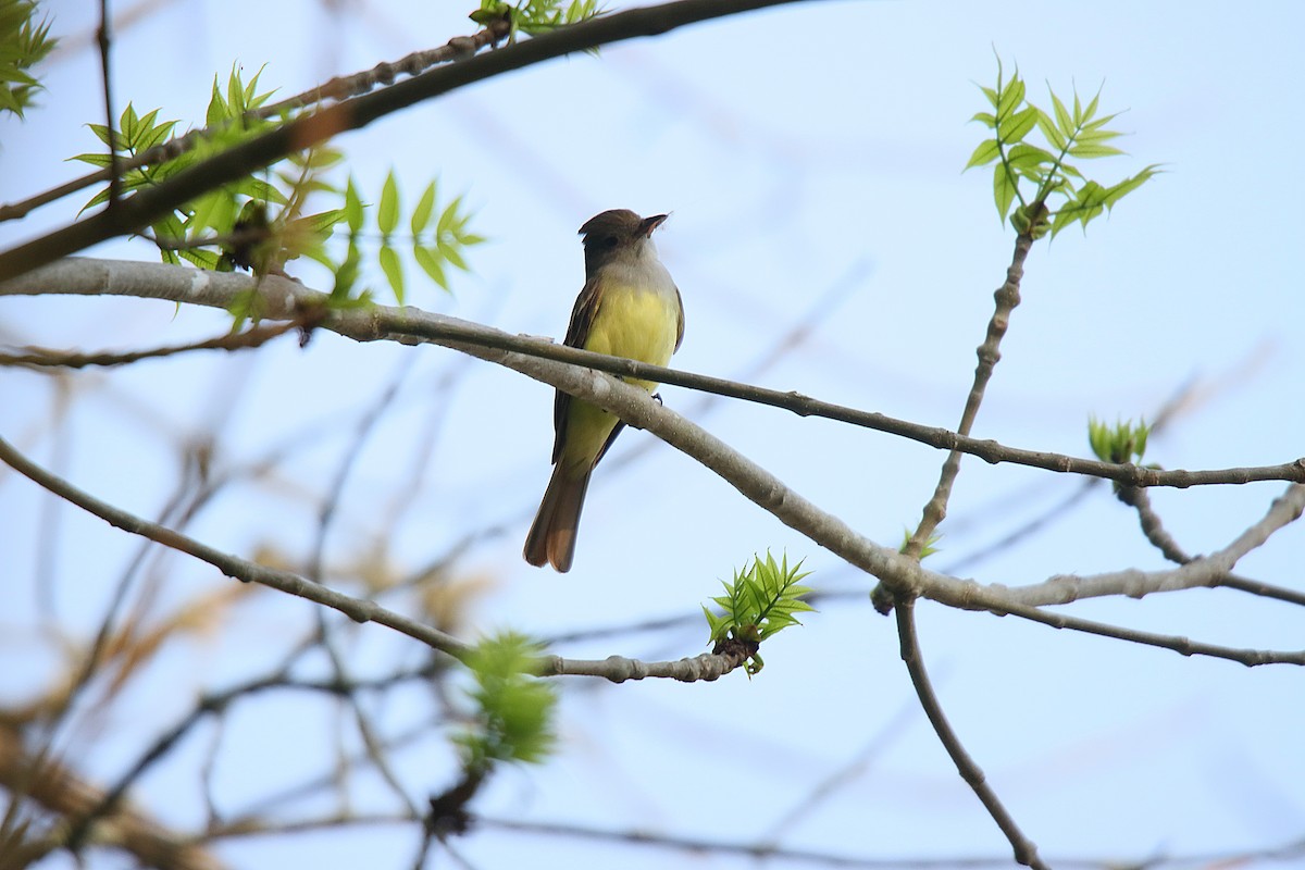 Great Crested Flycatcher - ML623630883