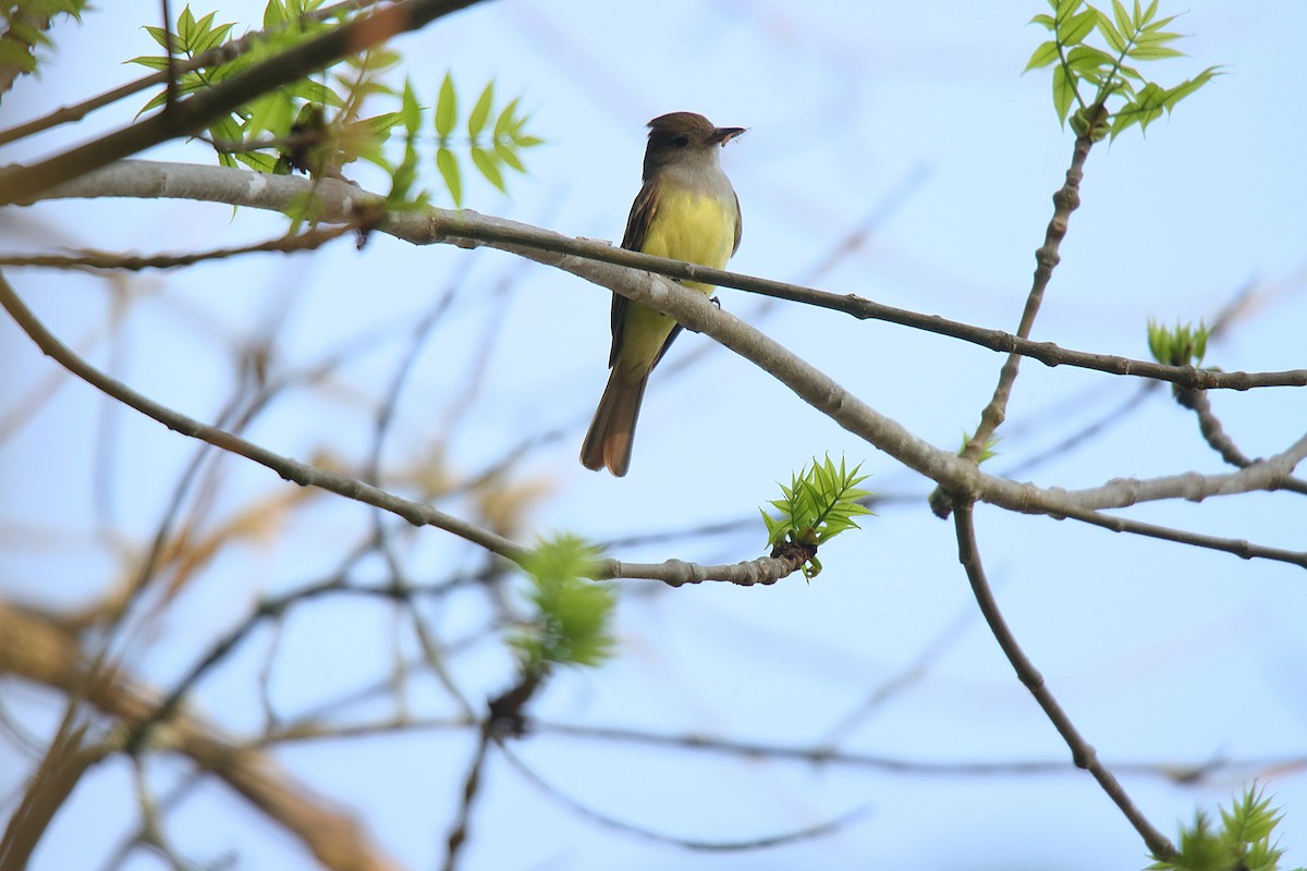 Great Crested Flycatcher - ML623630884