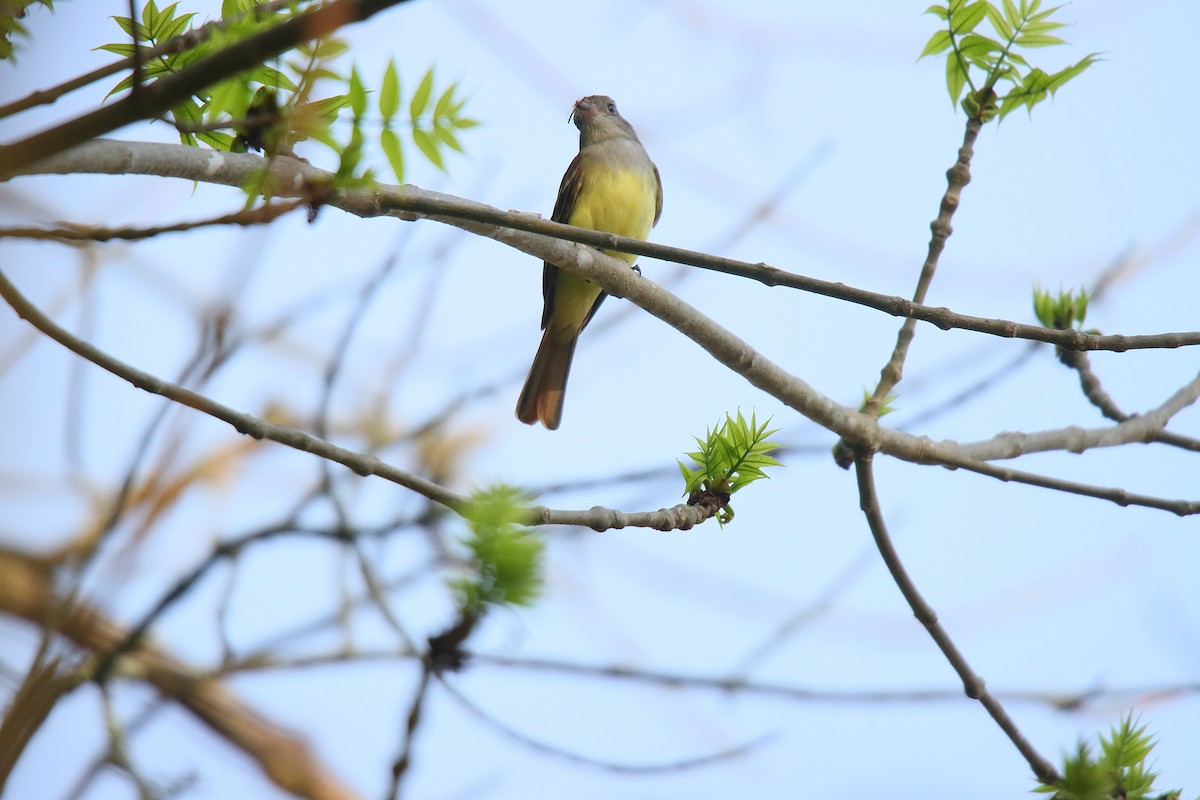 Great Crested Flycatcher - ML623630885