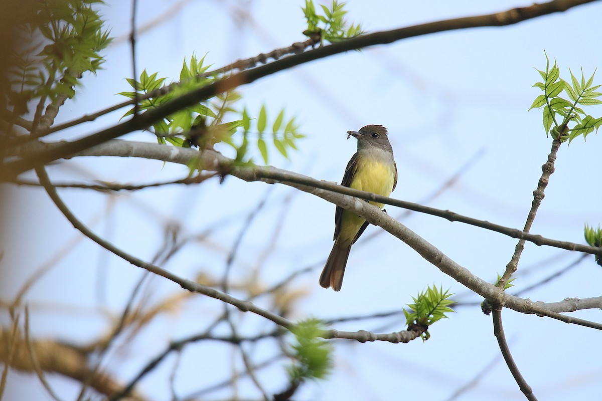 Great Crested Flycatcher - ML623630886