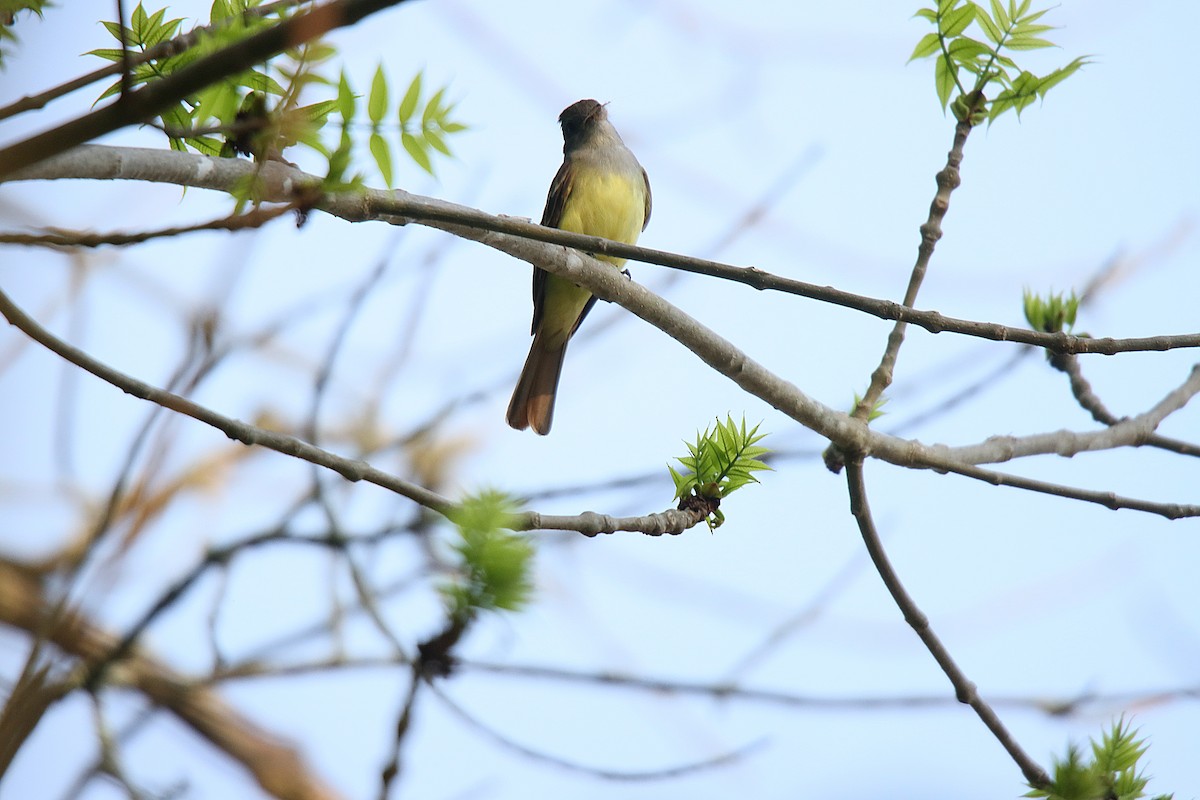 Great Crested Flycatcher - ML623630887