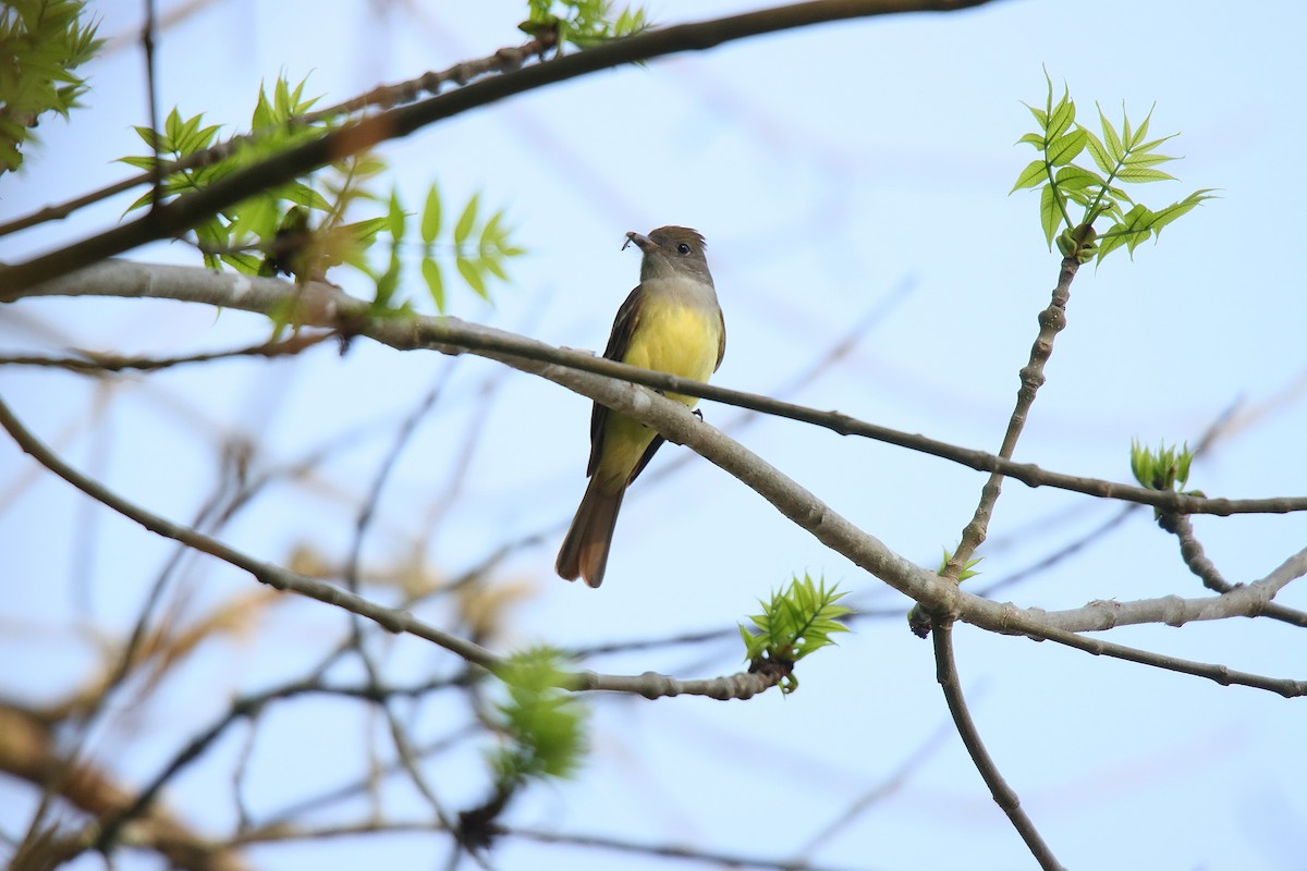 Great Crested Flycatcher - Sylvain Lépine