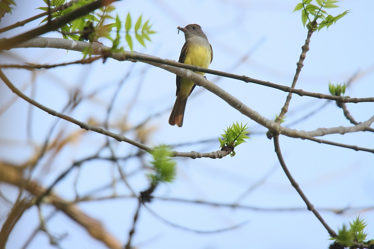 Great Crested Flycatcher - ML623630889