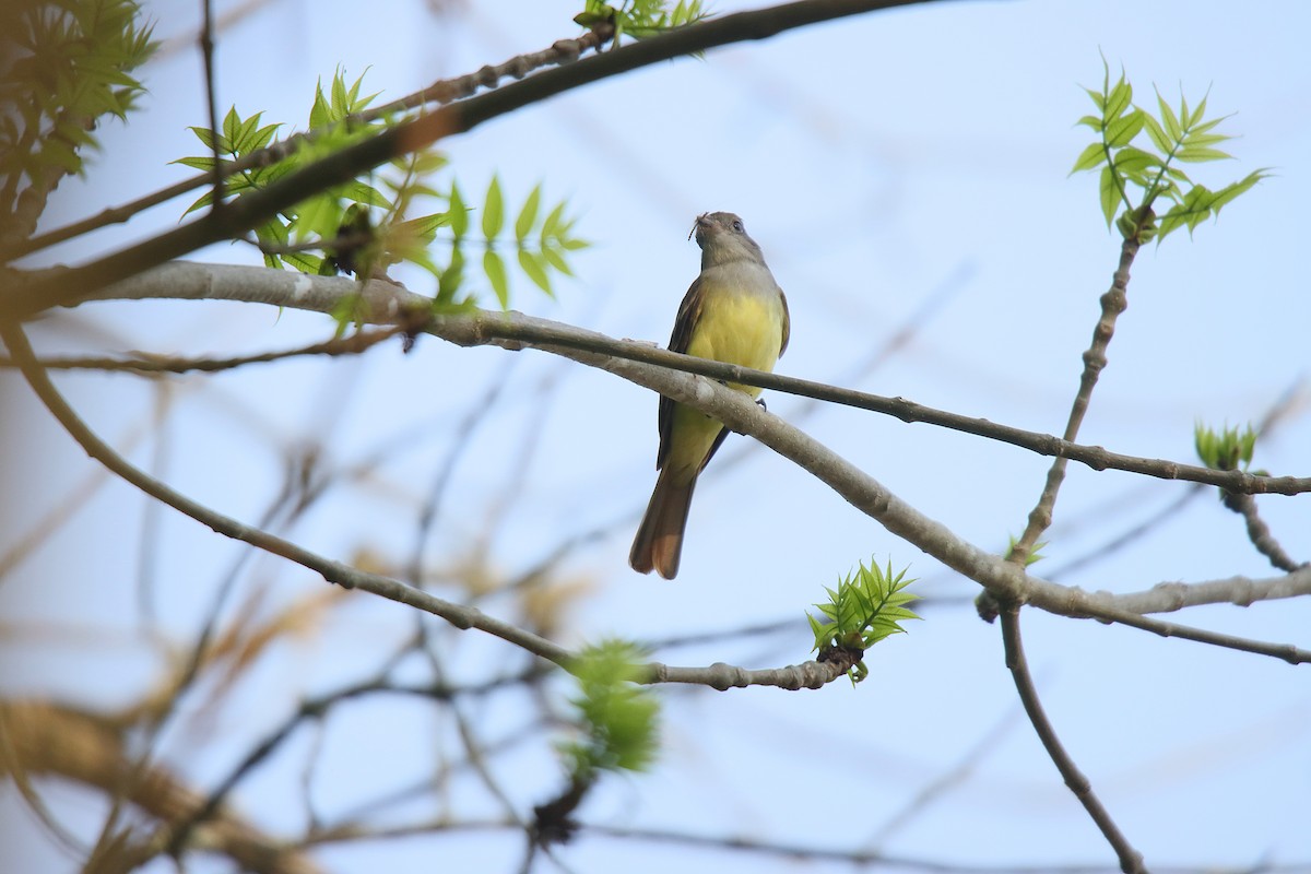 Great Crested Flycatcher - ML623630890