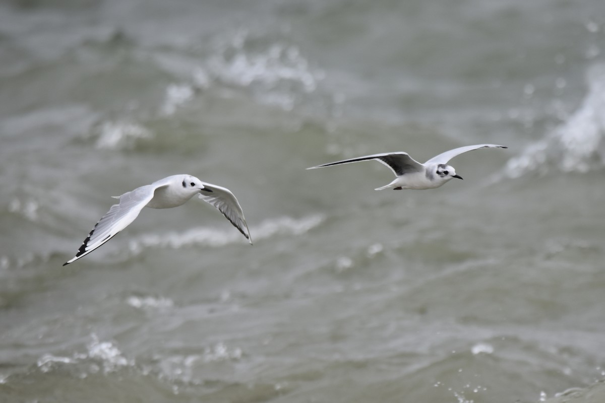 Gabbianello - ML623630908