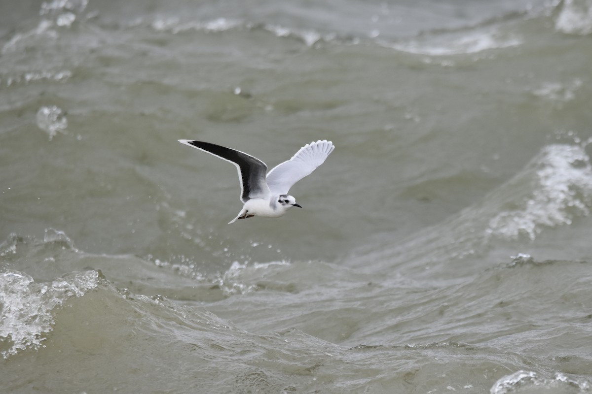 Little Gull - Shannon Hingston