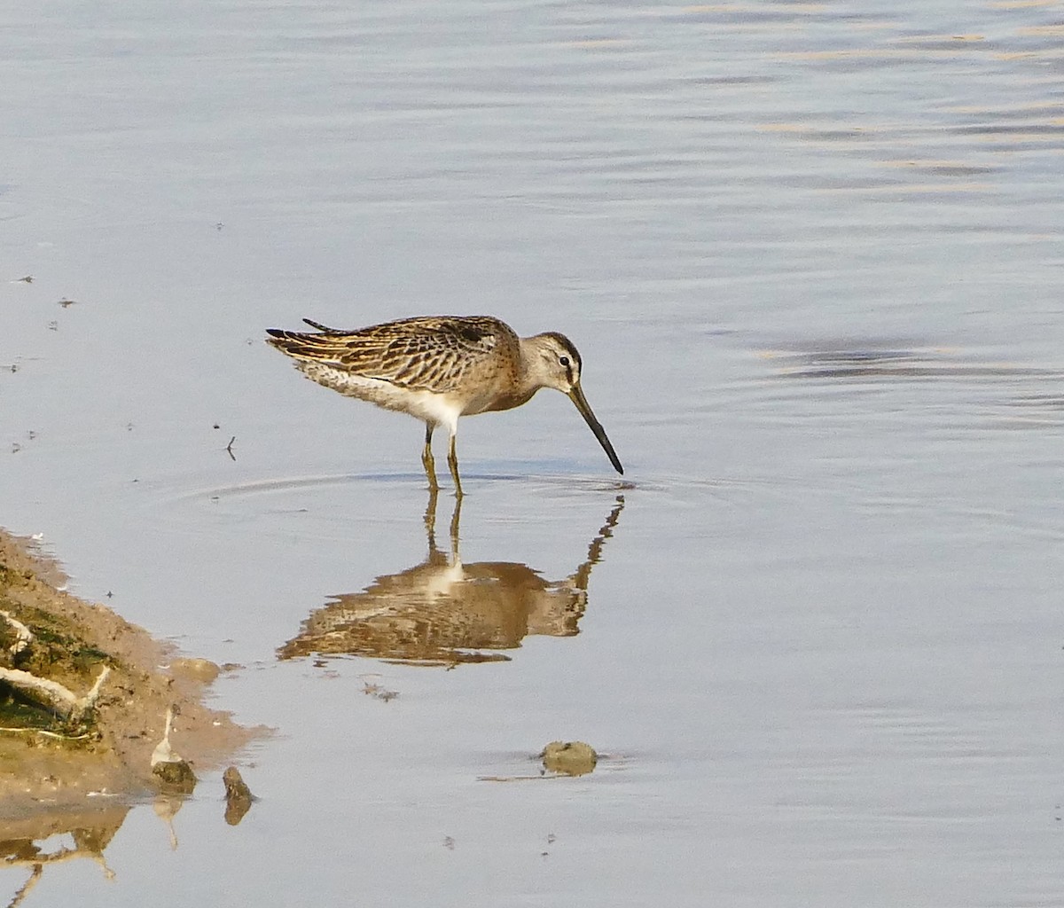 Short-billed Dowitcher - ML623630918