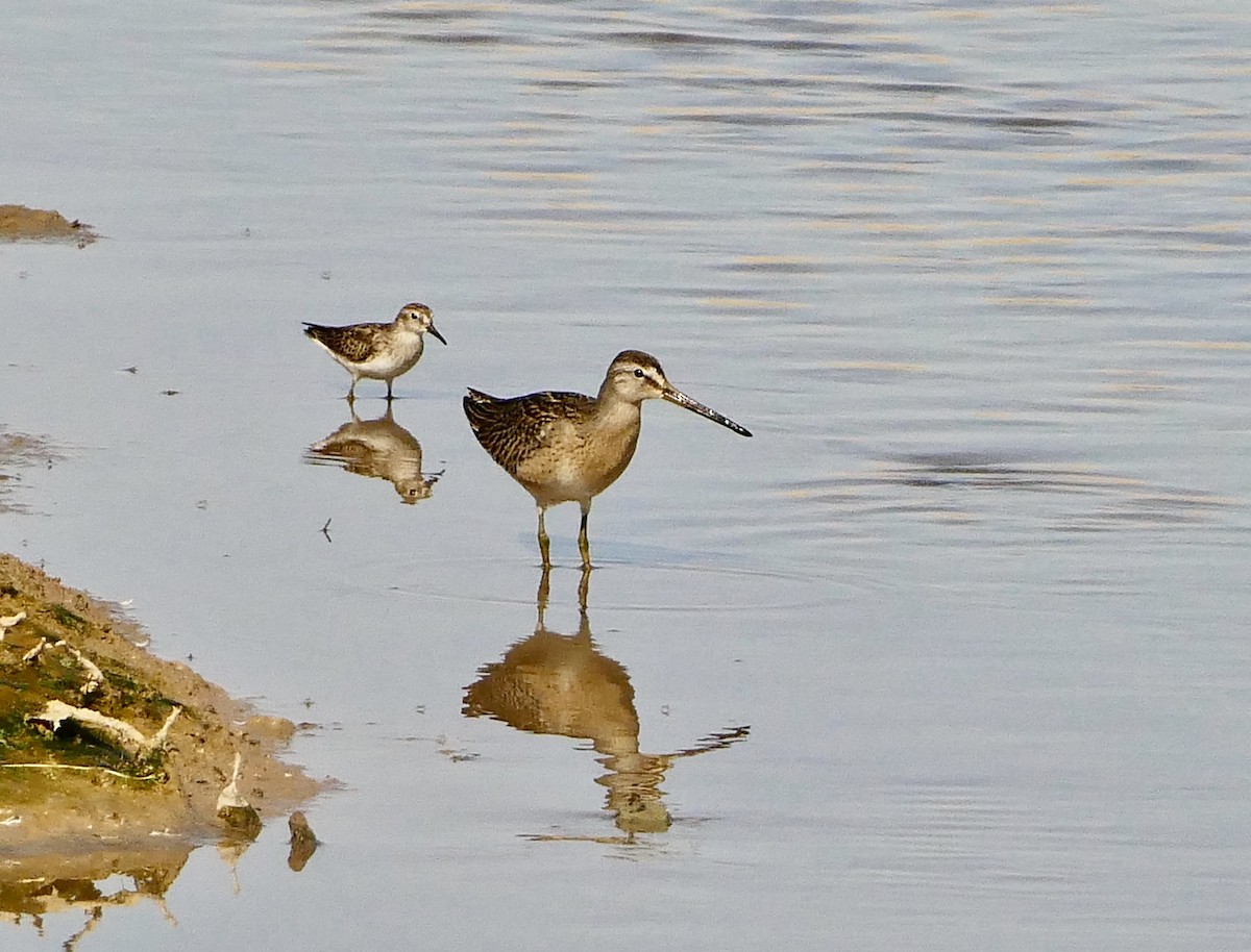 Short-billed Dowitcher - ML623630934