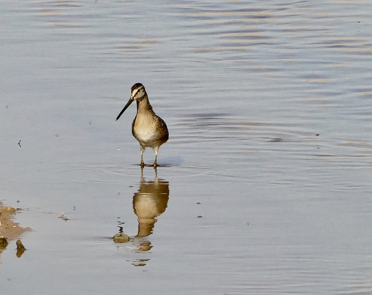 Short-billed Dowitcher - ML623630943