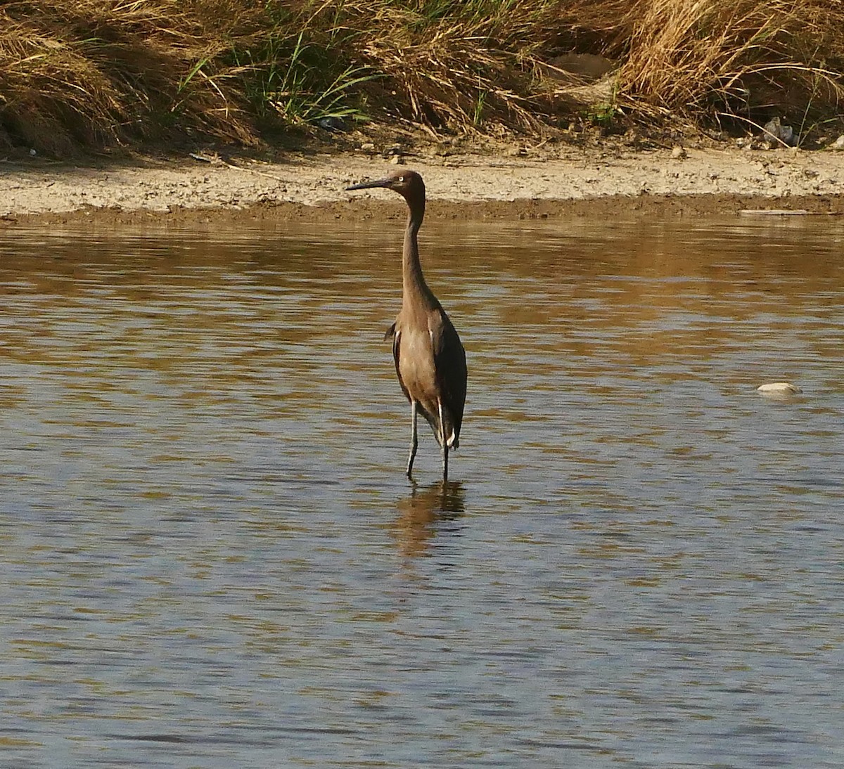 Reddish Egret - ML623630965