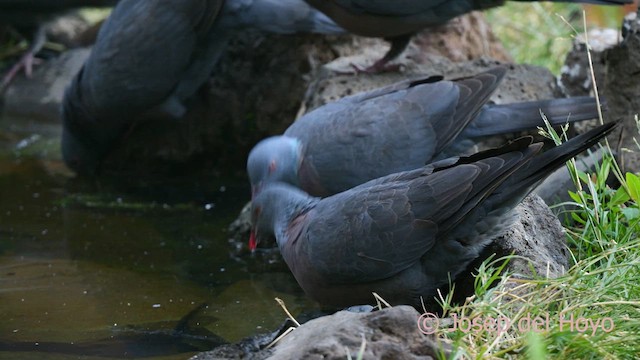 カナリーバト - ML623630968