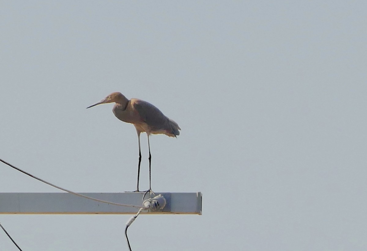 Reddish Egret - ML623630991