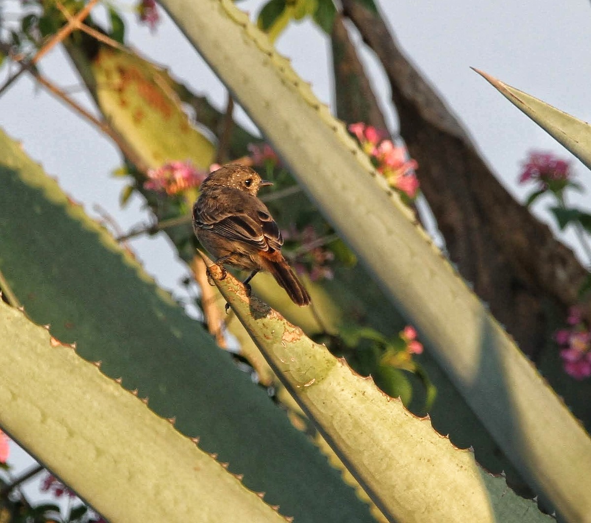 Pied Bushchat - ML623630998