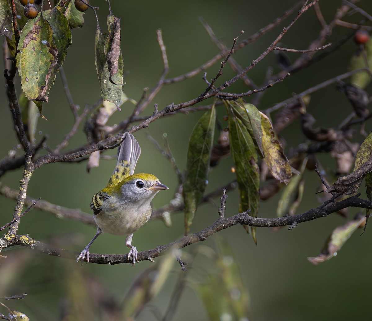 Chestnut-sided Warbler - ML623631008