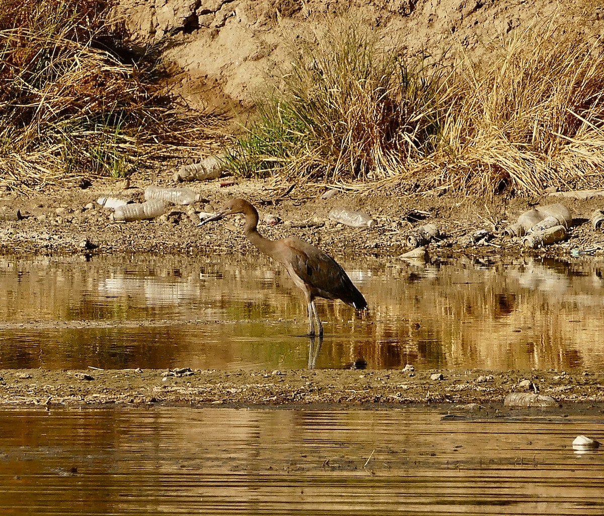 Reddish Egret - ML623631017