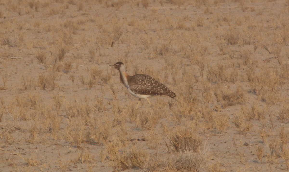 Avutarda de Namibia - ML623631020