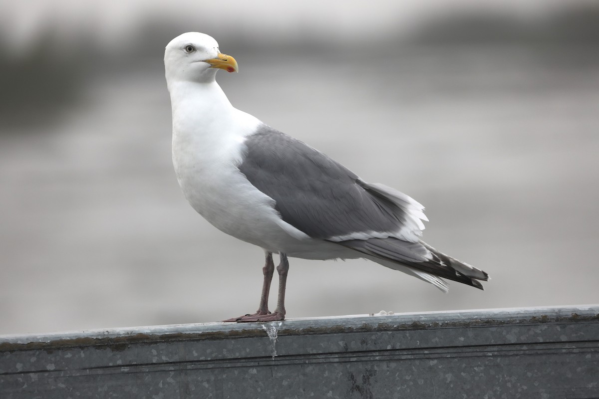 Gaviota Argéntea - ML623631042