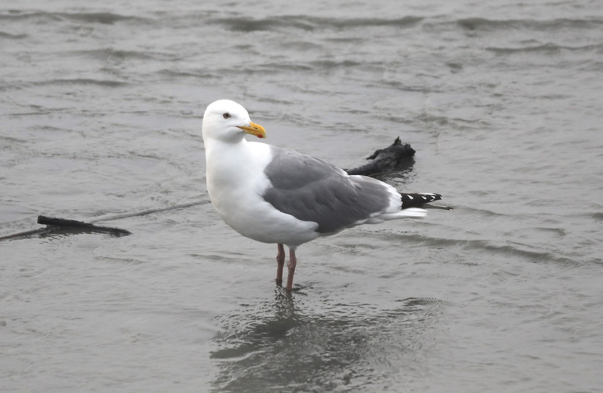 Gaviota Argéntea - ML623631045