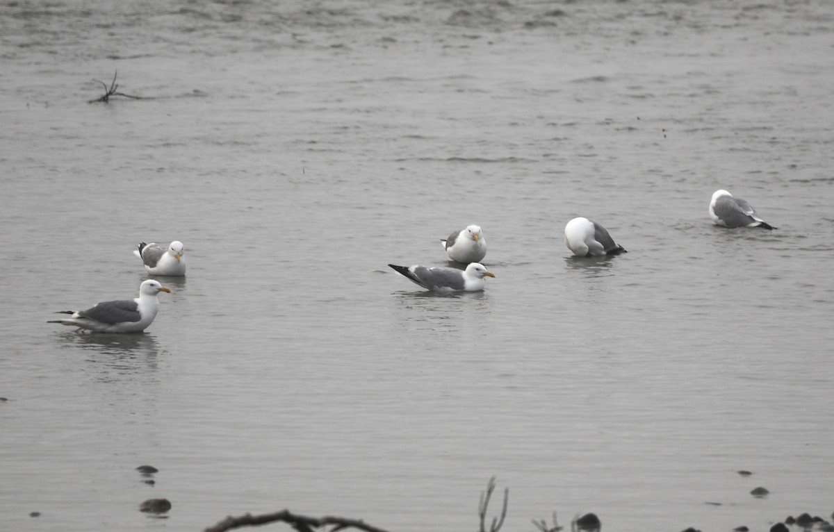 Gaviota Argéntea - ML623631053