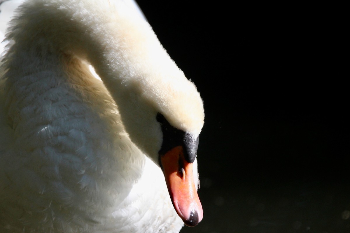 Mute Swan - ML623631071