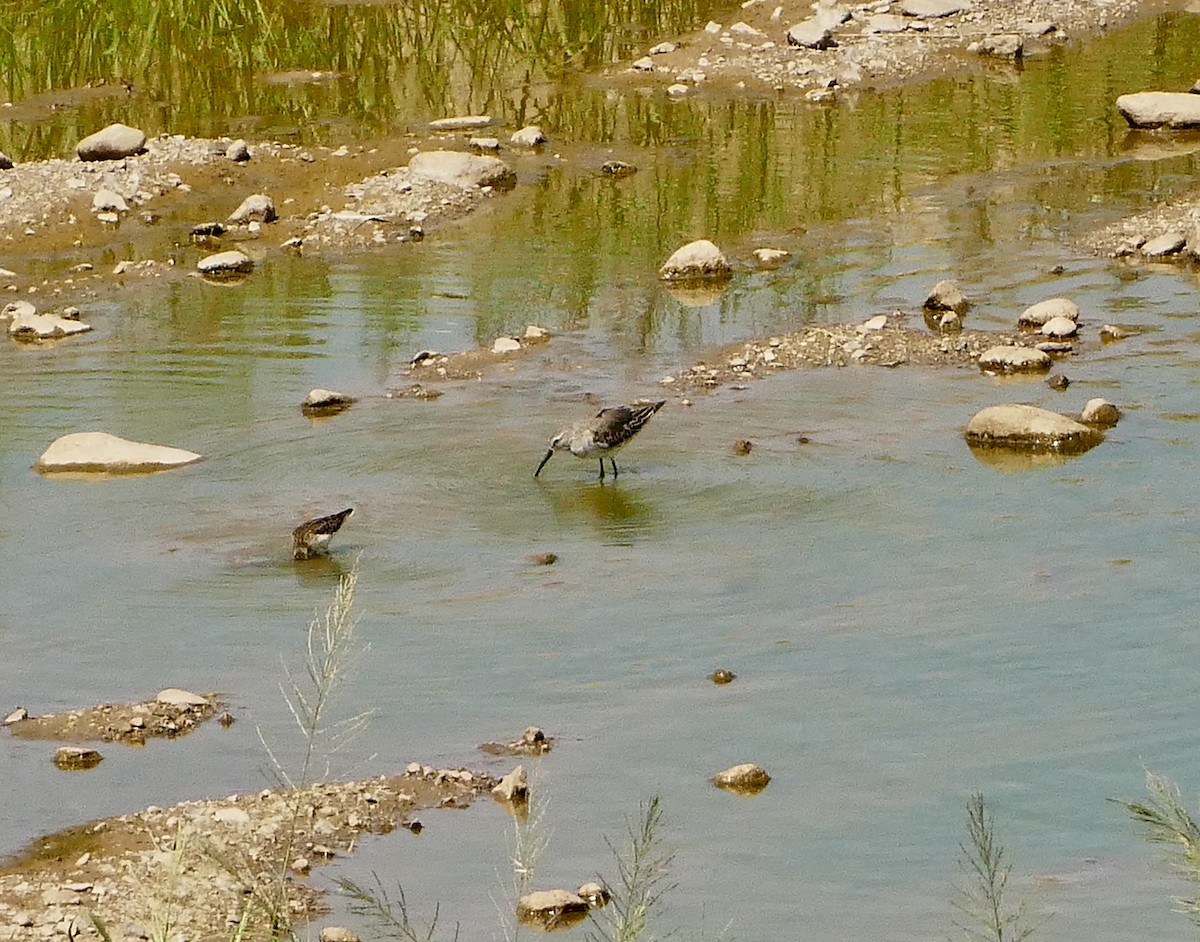 Stilt Sandpiper - ML623631077