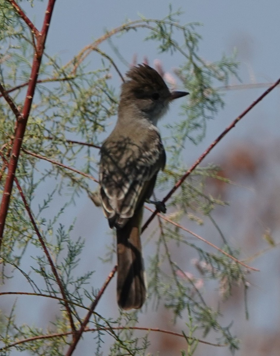 Dusky-capped Flycatcher - ML623631101