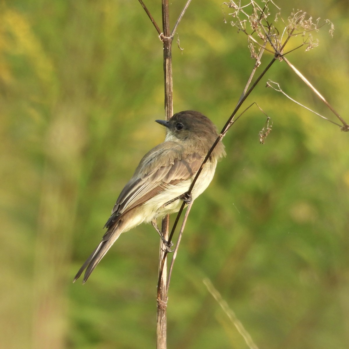 Eastern Phoebe - ML623631102