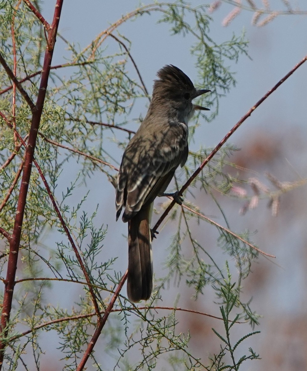 Dusky-capped Flycatcher - ML623631127