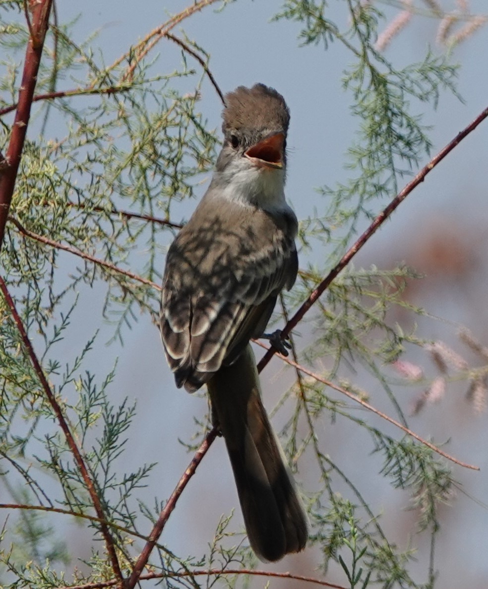 Dusky-capped Flycatcher - ML623631147