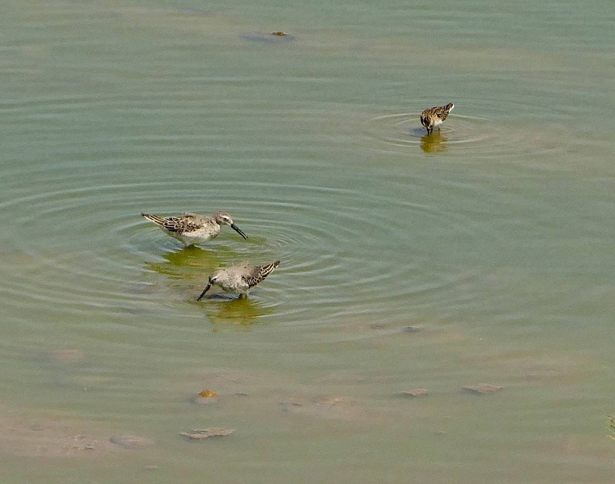 Stilt Sandpiper - ML623631163