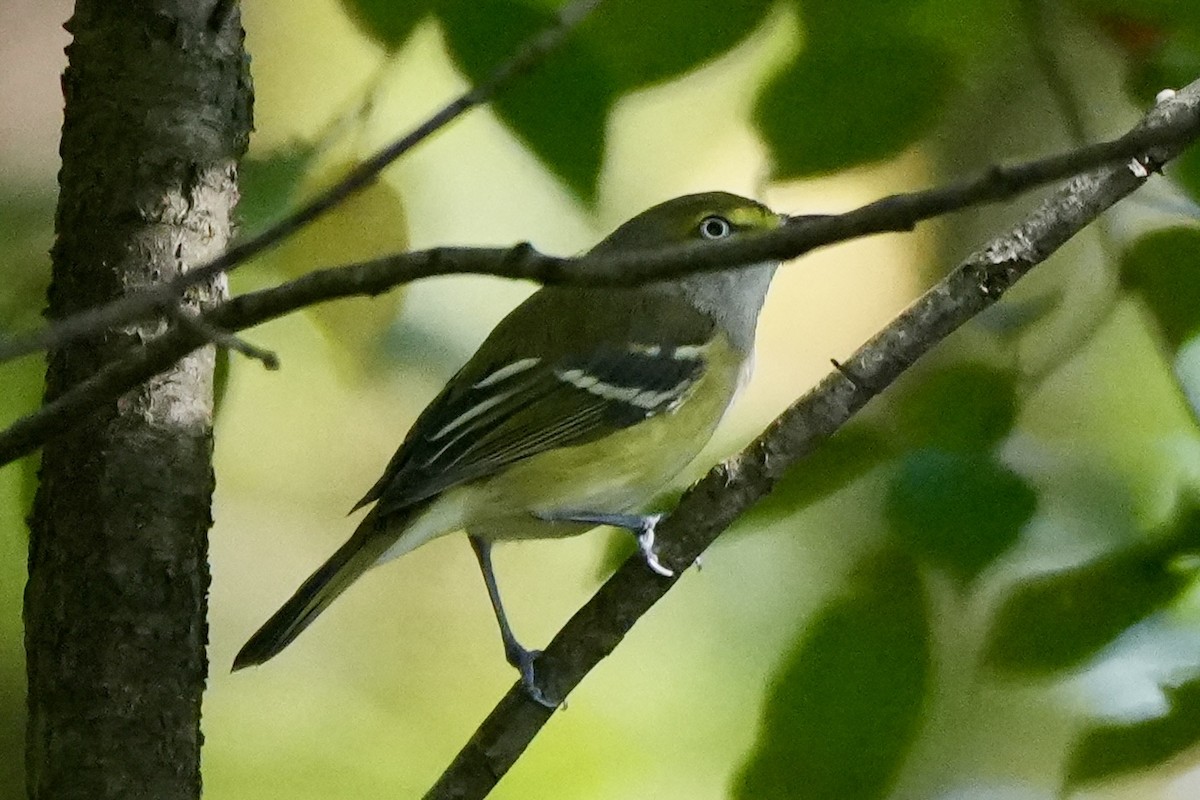 hvitøyevireo - ML623631192