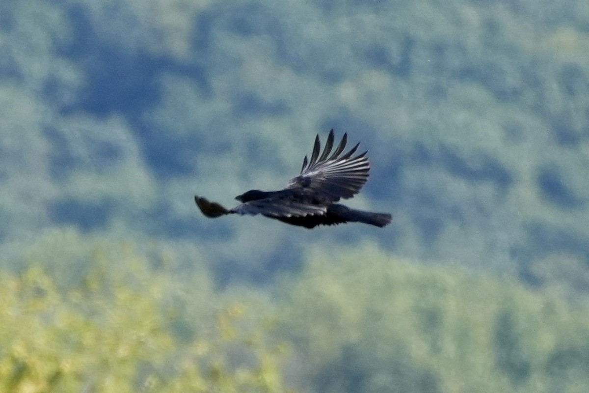 American Crow - Ryan Ludman