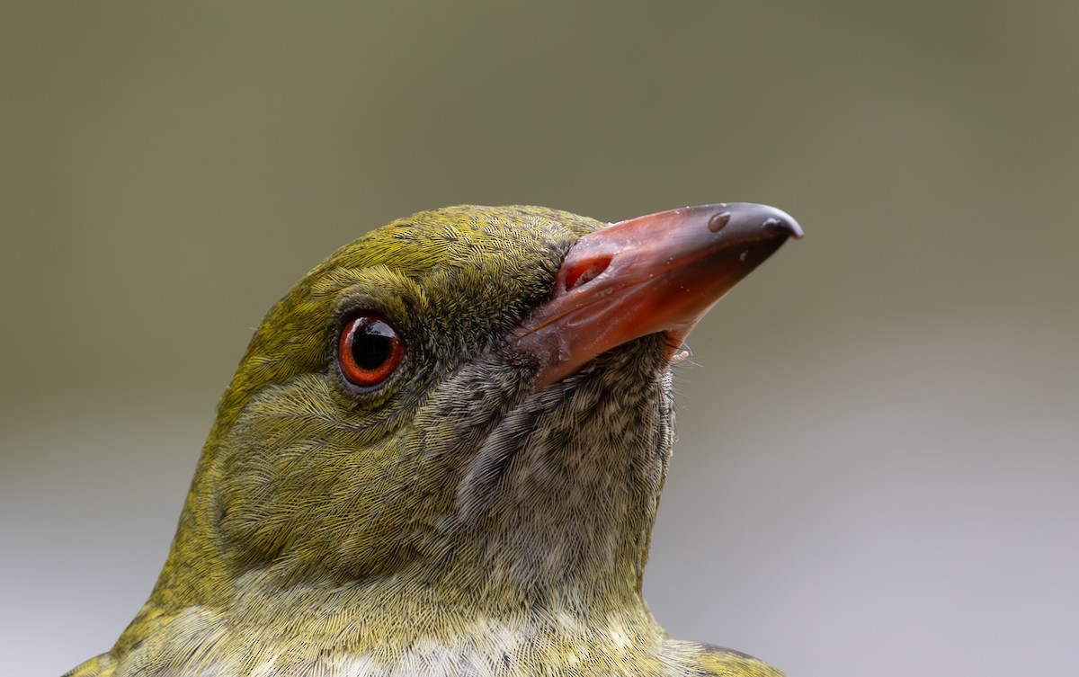 Olive-backed Oriole - ML623631235