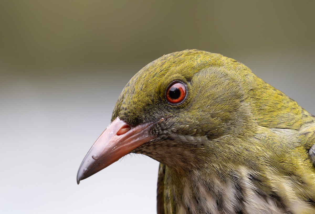 Olive-backed Oriole - shorty w