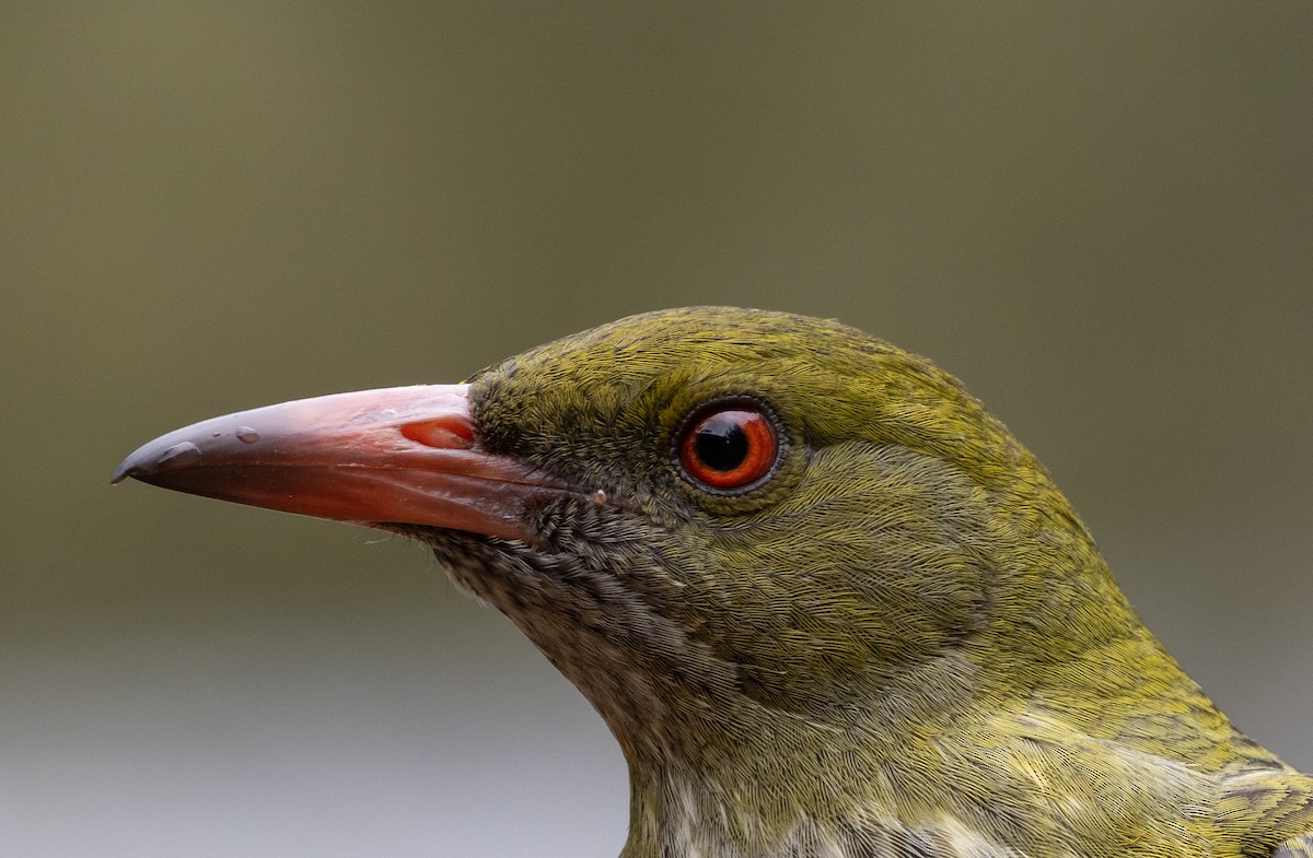 Olive-backed Oriole - ML623631237