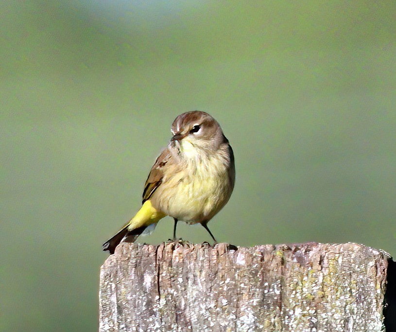 Palm Warbler - ML623631238