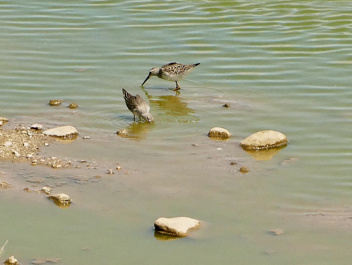 Stilt Sandpiper - ML623631239