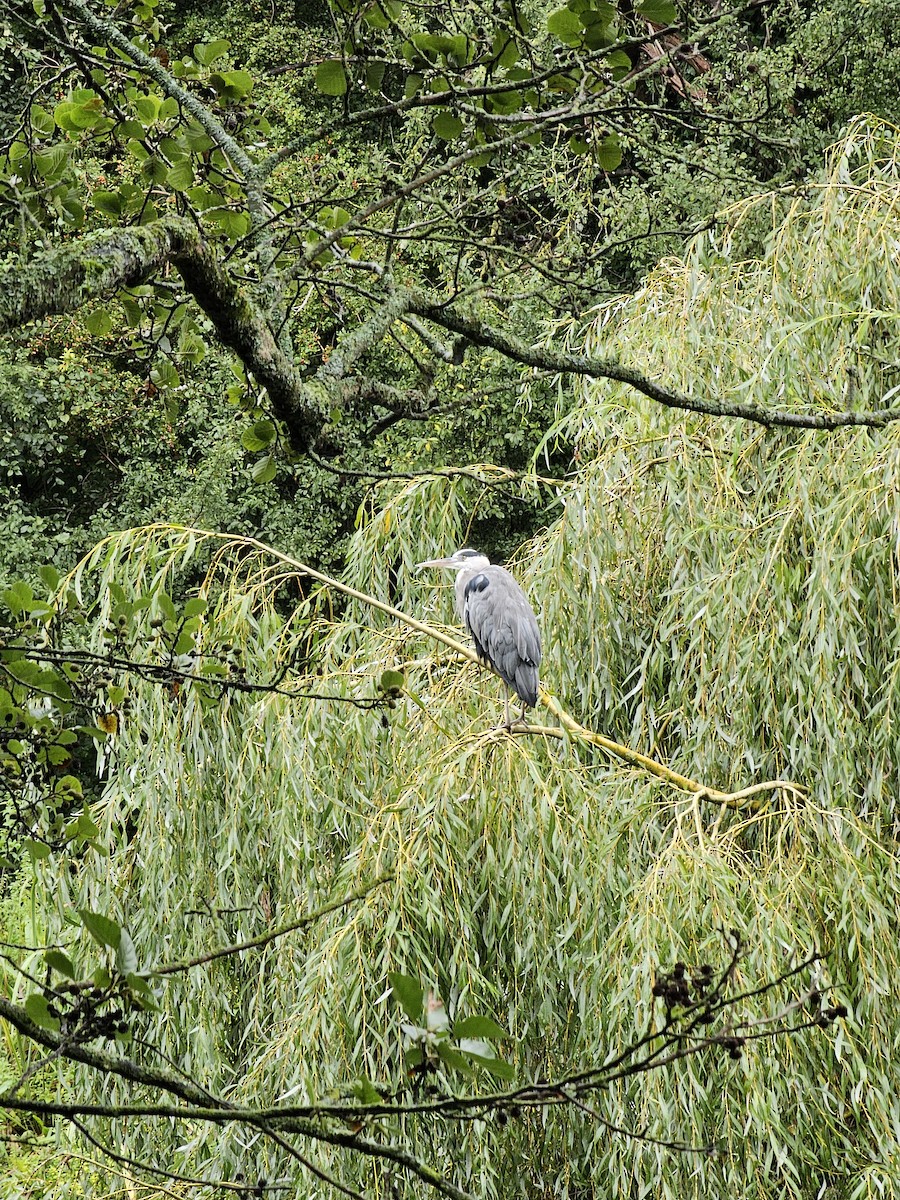 Gray Heron - ML623631258