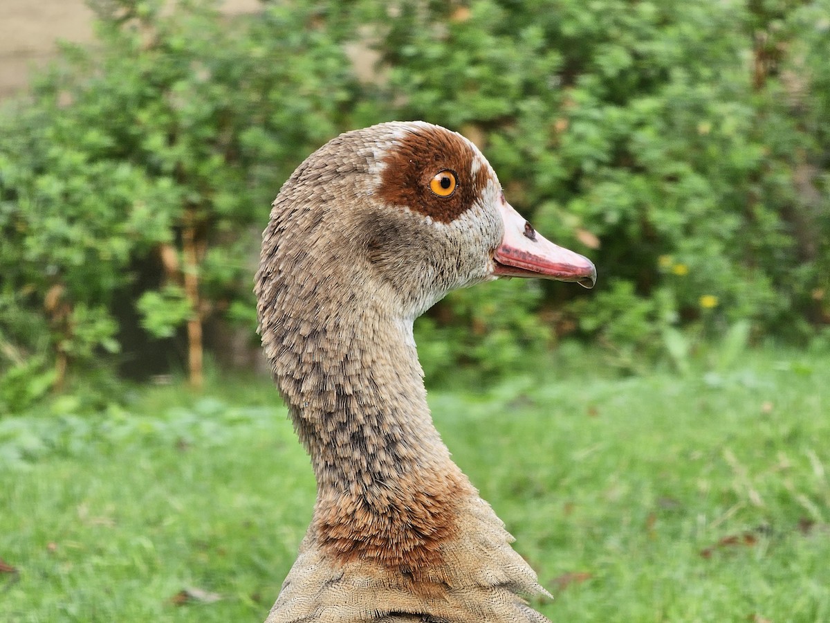 Egyptian Goose - ML623631260