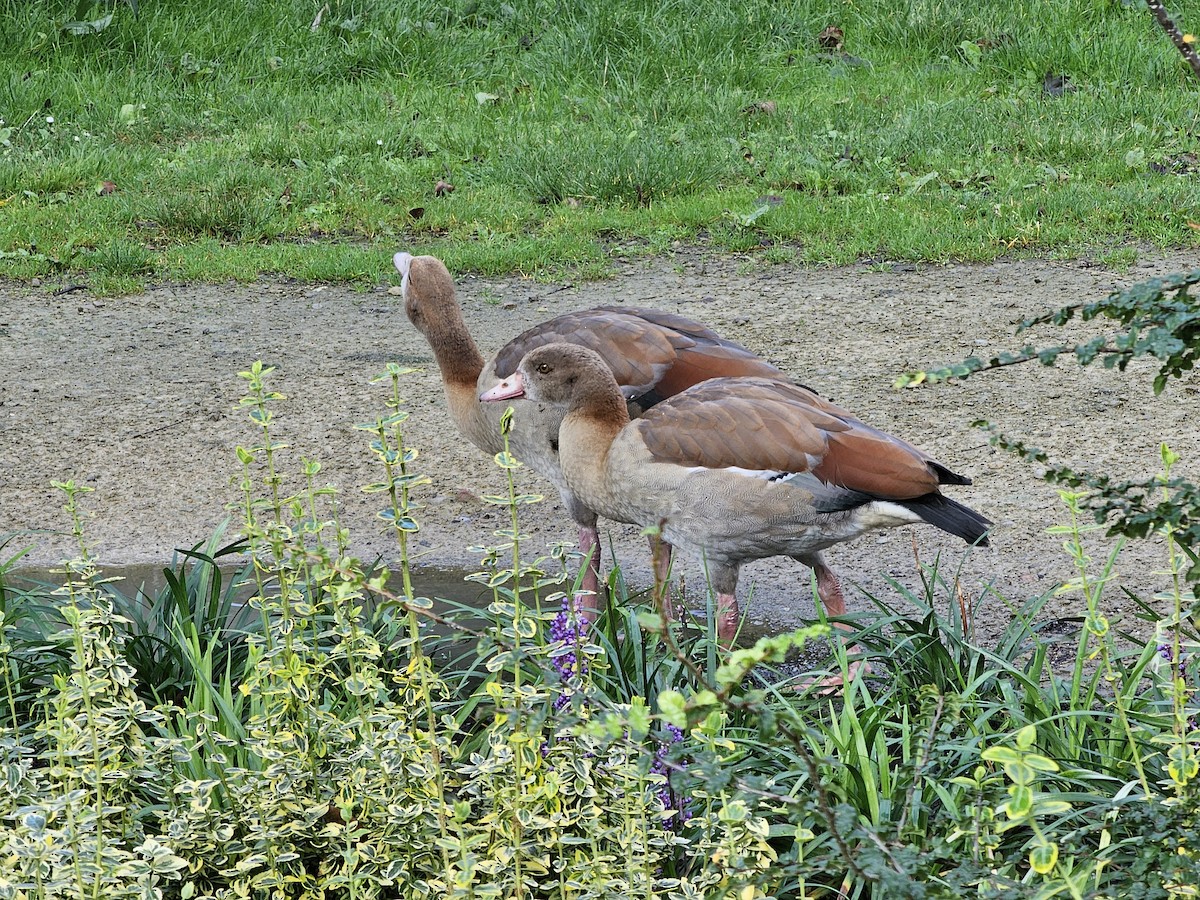 Egyptian Goose - ML623631261