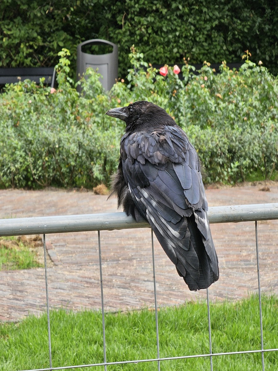 Carrion Crow - ML623631267