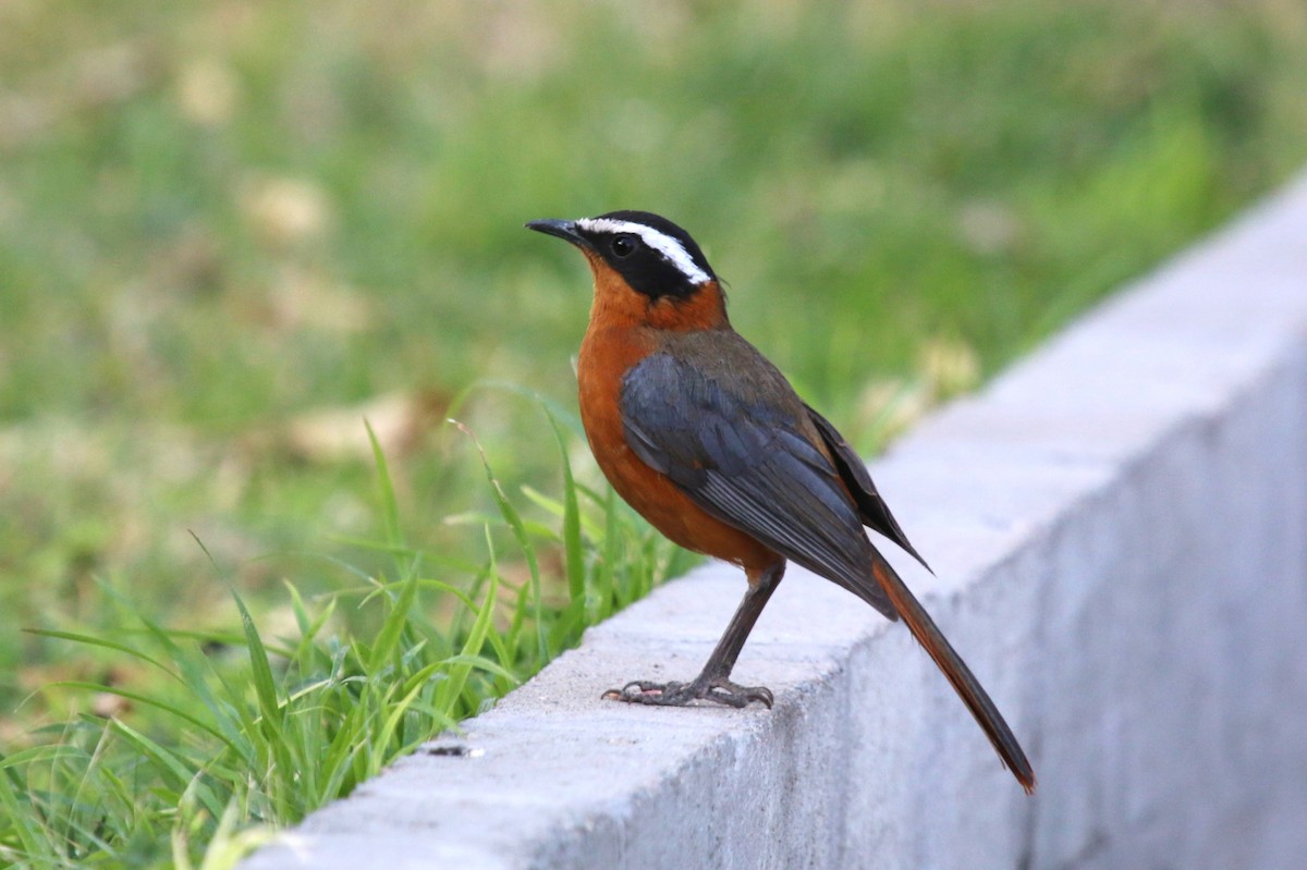 White-browed Robin-Chat - ML623631268