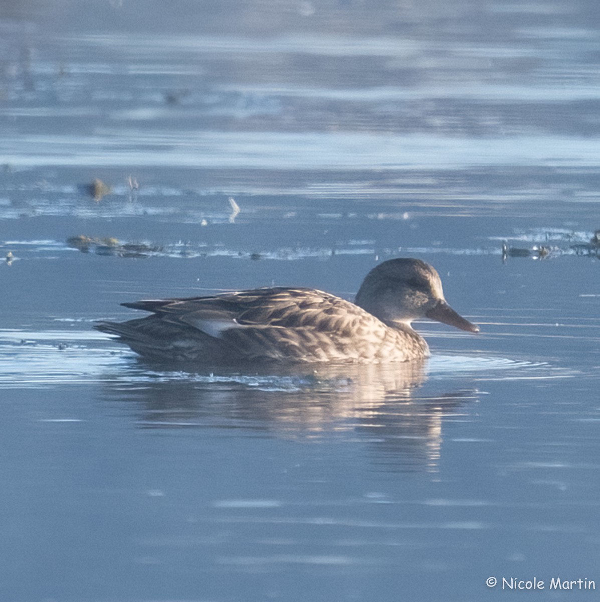 Gadwall - ML623631269