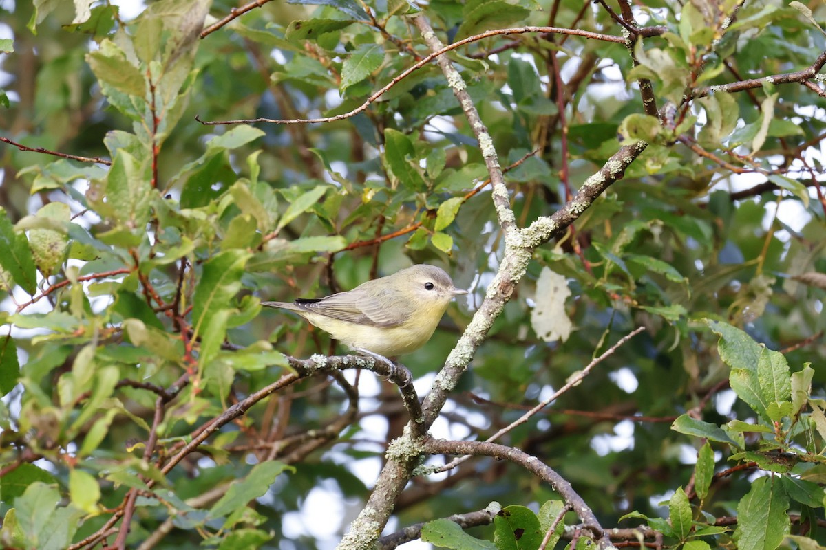 Philadelphia Vireo - ML623631296